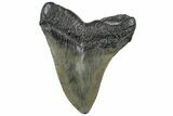 Fossil Megalodon Tooth - South Carolina #307538-1